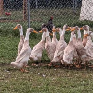 Indian runners