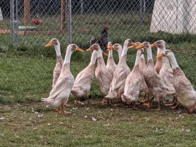 Indian runners