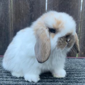 Holland Lop rabbit