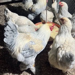 Brahma