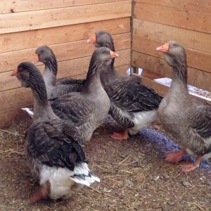 Toulouse geese