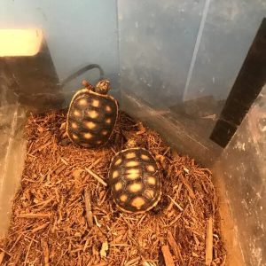 Tortoise