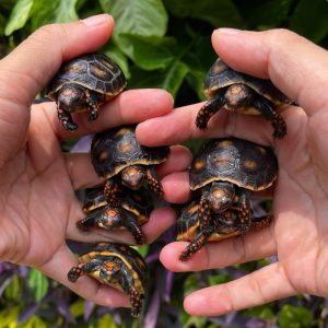 Red footed tortoise