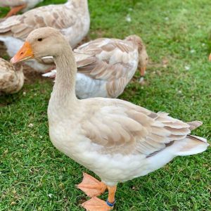 American buff geese
