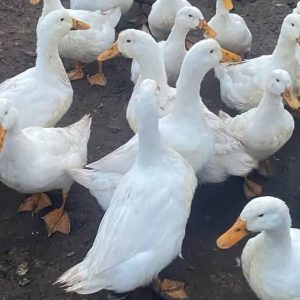 Pekin