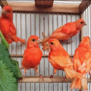 Red factor canary