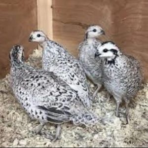 Bobwhite quail