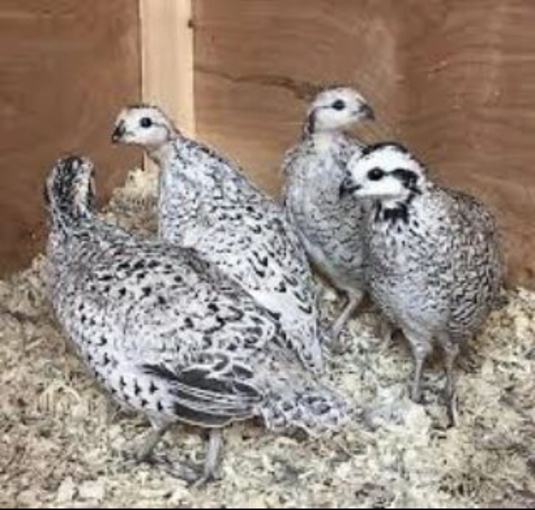Bobwhite quail