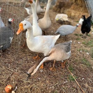 Chinese geese