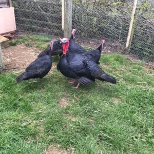 Norfolk black