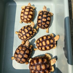 Sulcata Tortoise