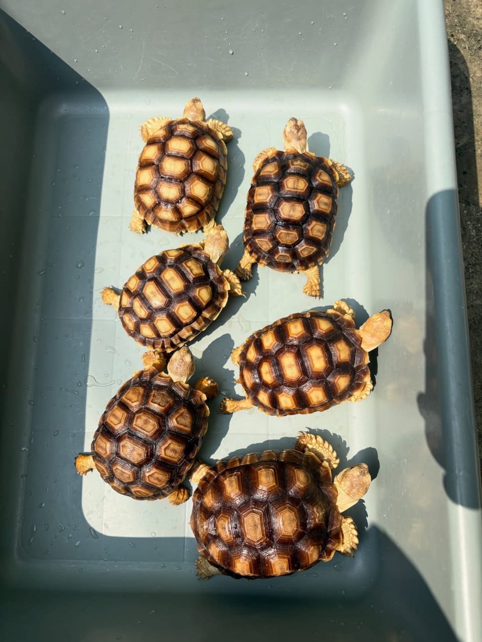 Sulcata Tortoise