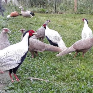 Silver Pheasant