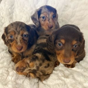 Dachshund puppies