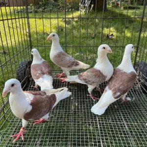 Pigeon