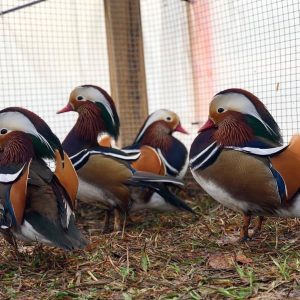 Mandarin