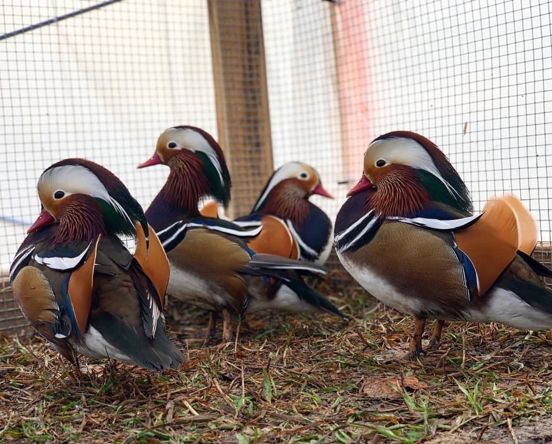 Mandarin