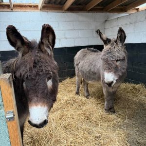 Donkeys