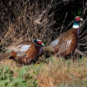 Ring Necked Pheasant