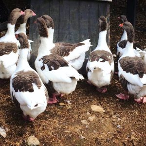 Pomeranian goose