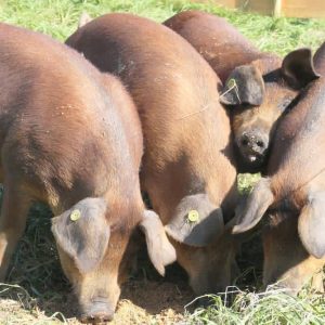 Duroc