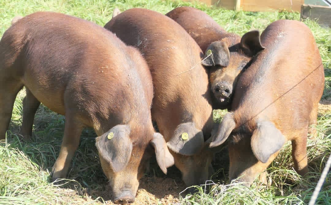 Duroc