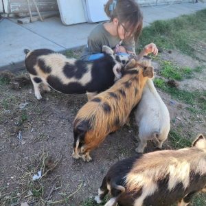 Kunekune