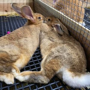 Flemish giant rabbit