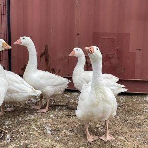 Embden geese