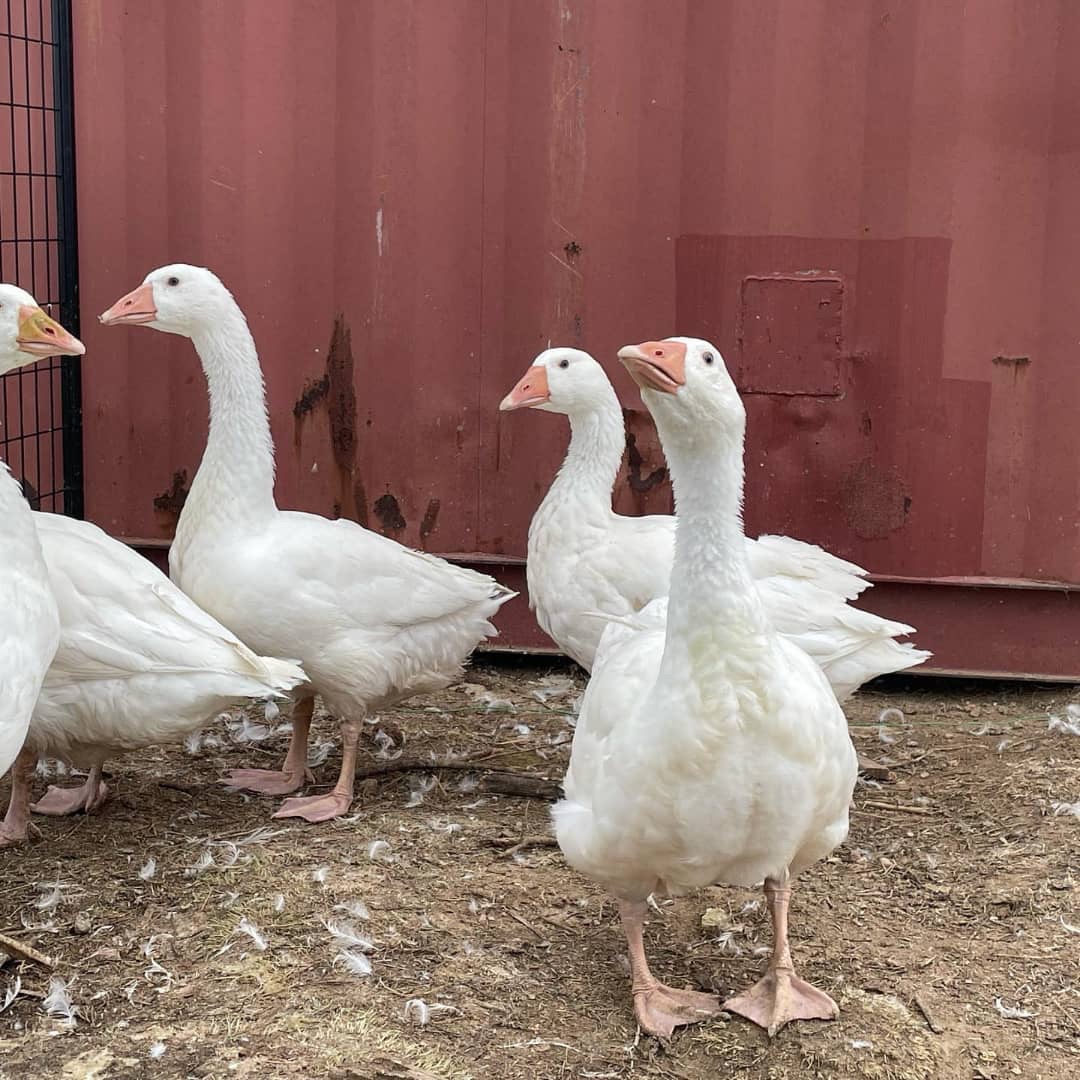 Embden geese