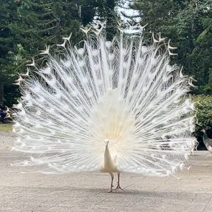 Peacock