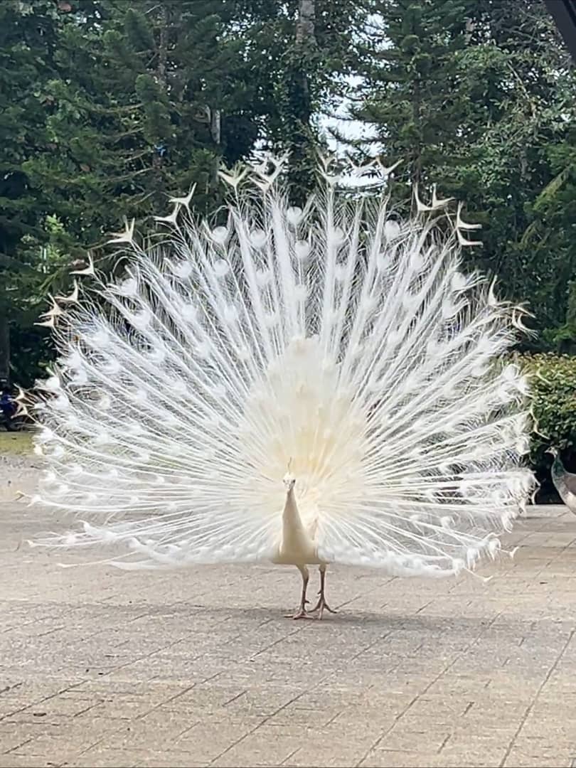 Peacock