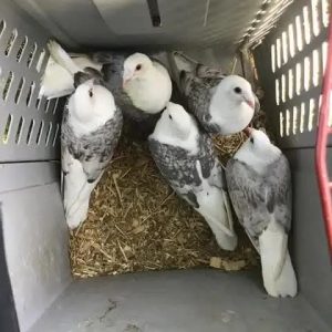 Pigeon