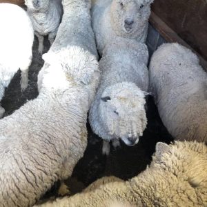 Sheep