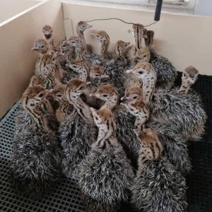 Ostrich chicks