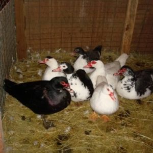 Muscovy