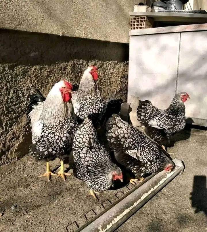 Silver laced Wyandotte