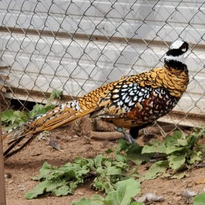 Reeves’s pheasant
