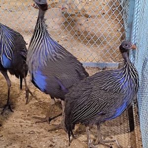 Vulturine guinea fowl