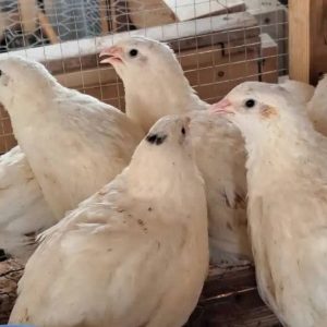 Coturnix quail