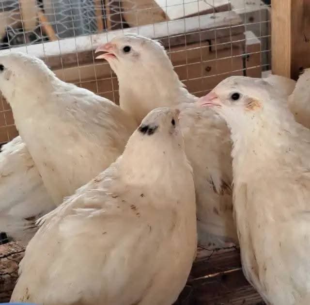 Coturnix quail