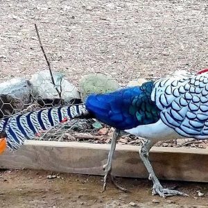 Lady Amherst’s Pheasant
