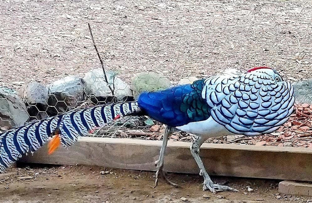 Lady Amherst’s Pheasant