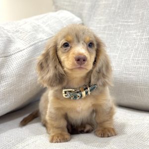 Dachshund puppy