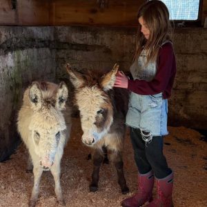 Mini Donkeys