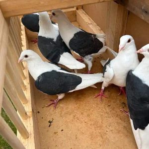 Pigeon