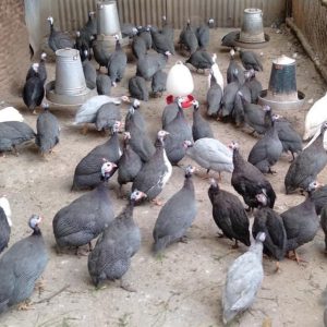 Guinea fowl