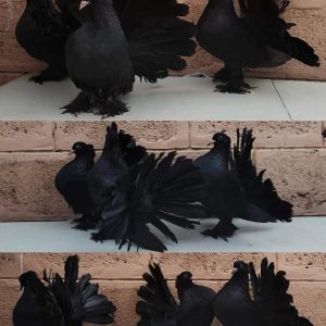 Fantail pigeons