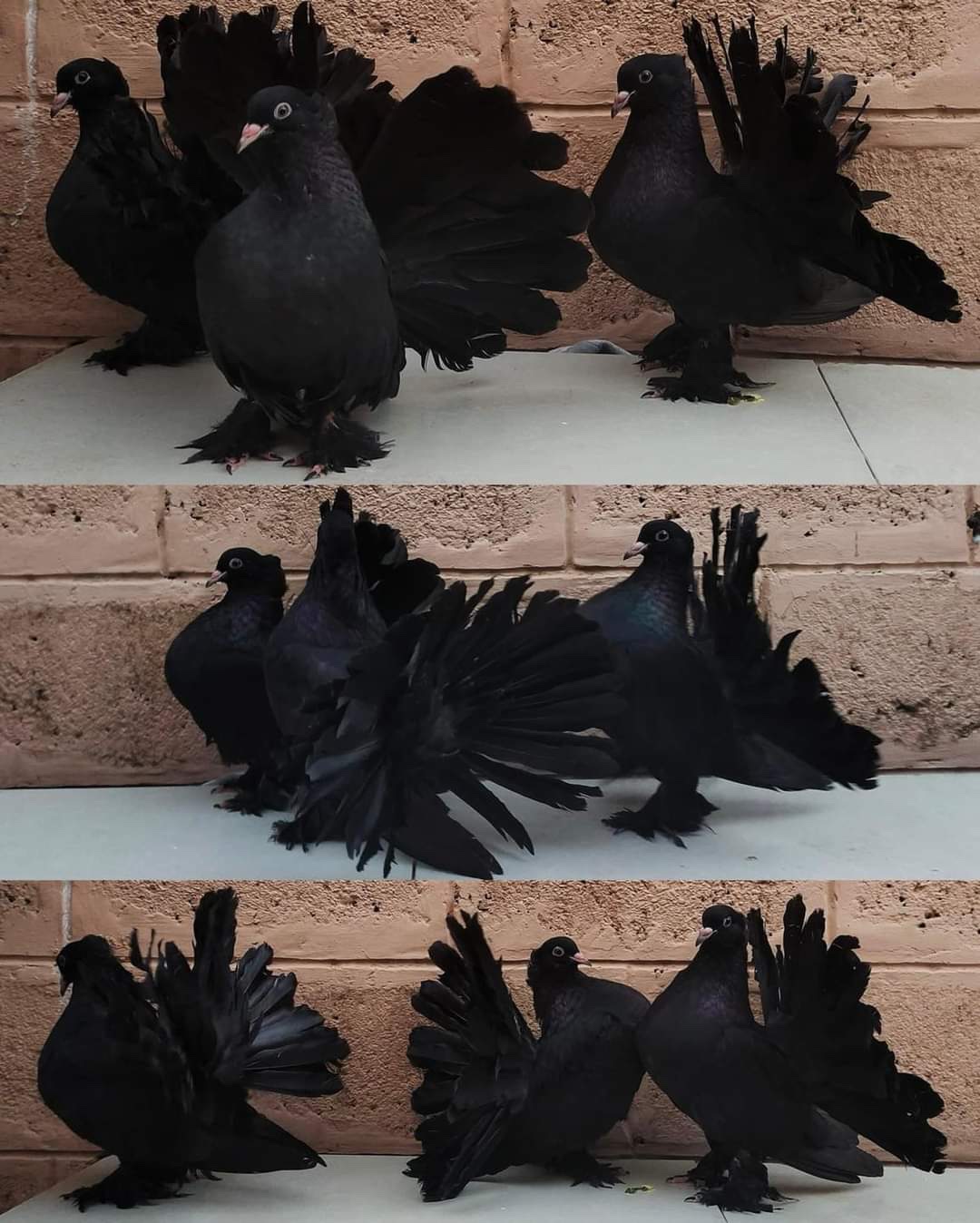 Fantail pigeons