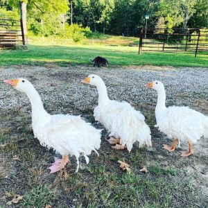 Sebastopol geese